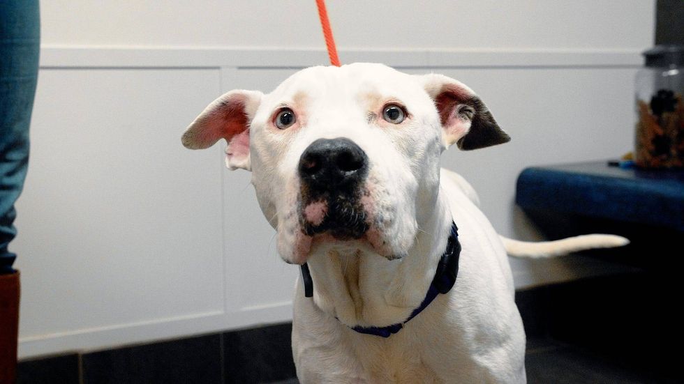 SPCA of Texas