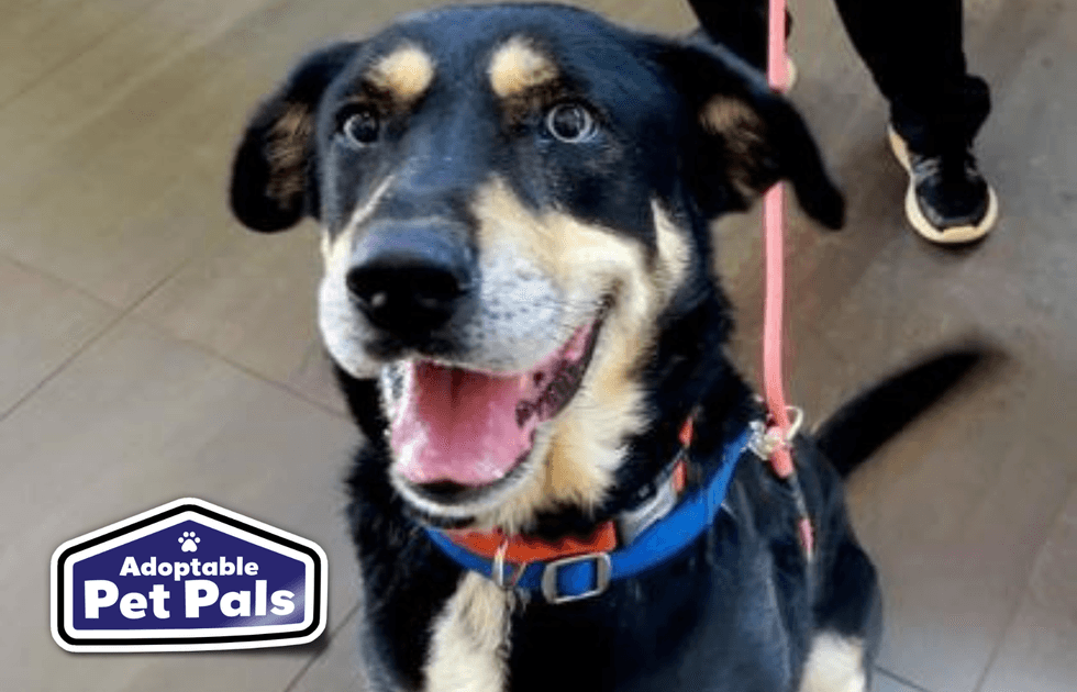 SPCA of Texas