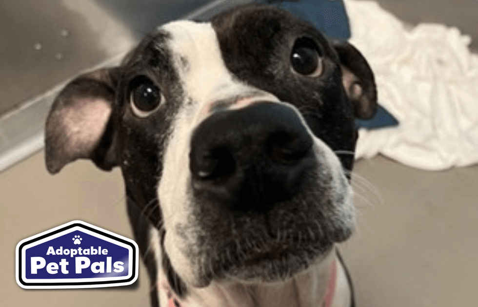 SPCA of Texas