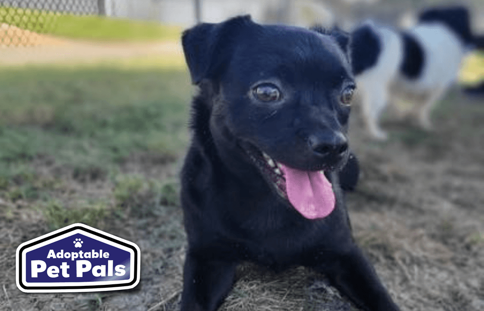 SPCA of Texas