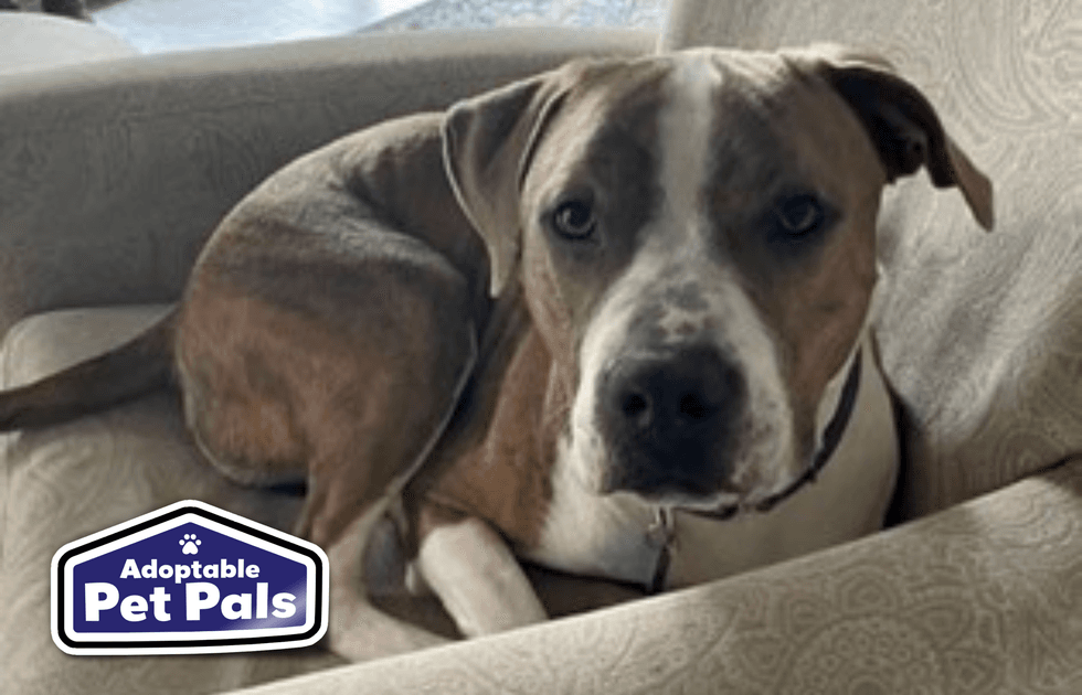 SPCA of Texas