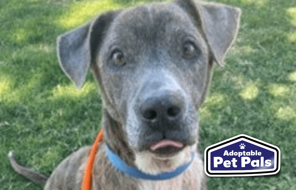 SPCA of Texas