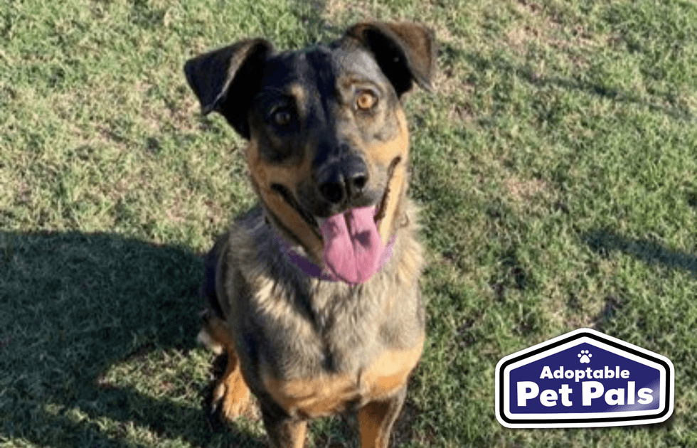 SPCA of Texas