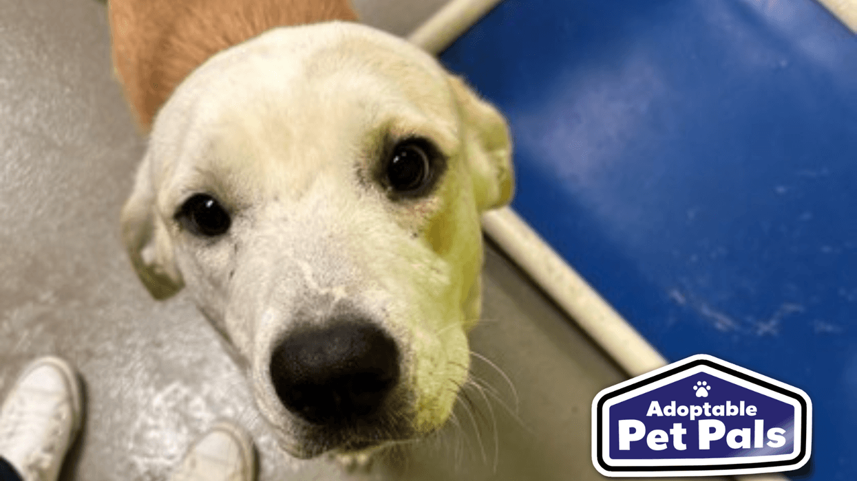 SPCA of Texas