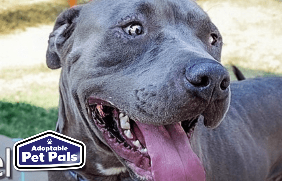 SPCA of Texas
