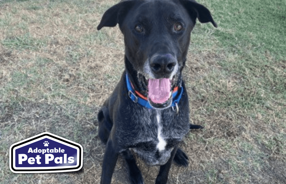 SPCA of Texas