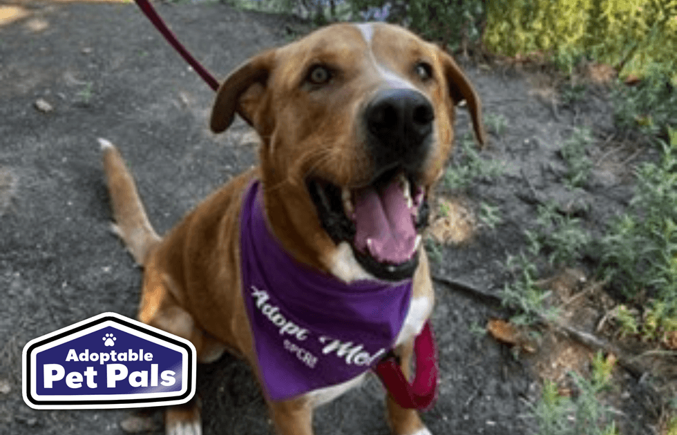 SPCA of Texas