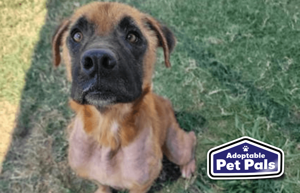 SPCA of Texas