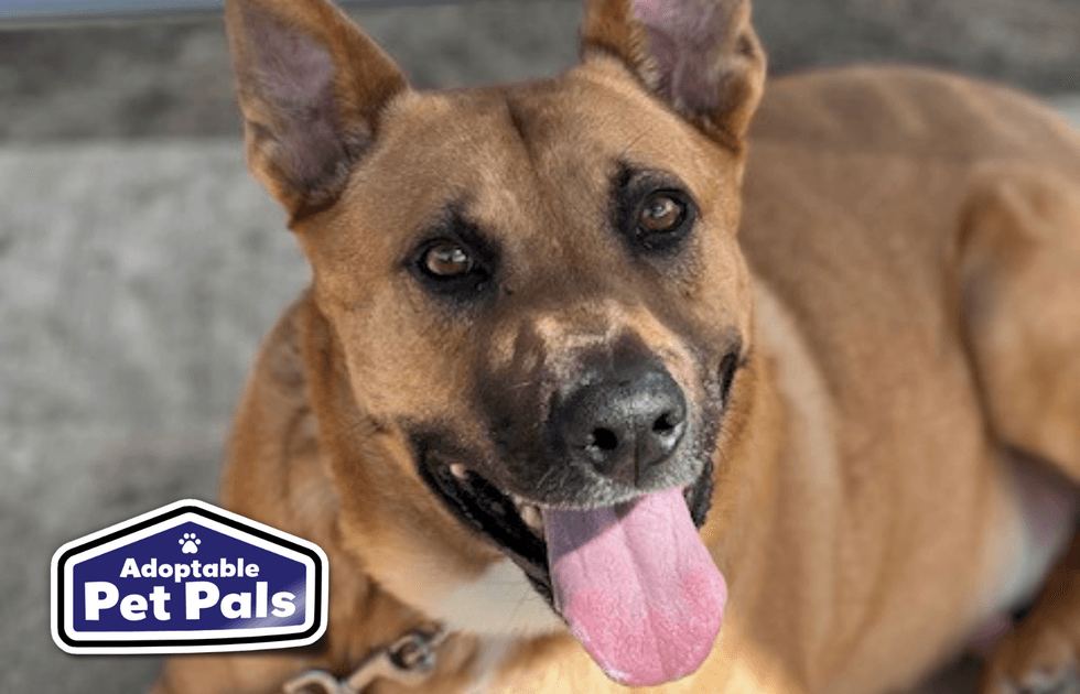 SPCA of Texas