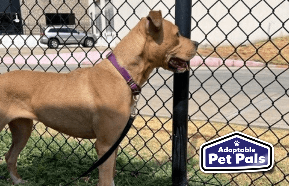 SPCA of Texas