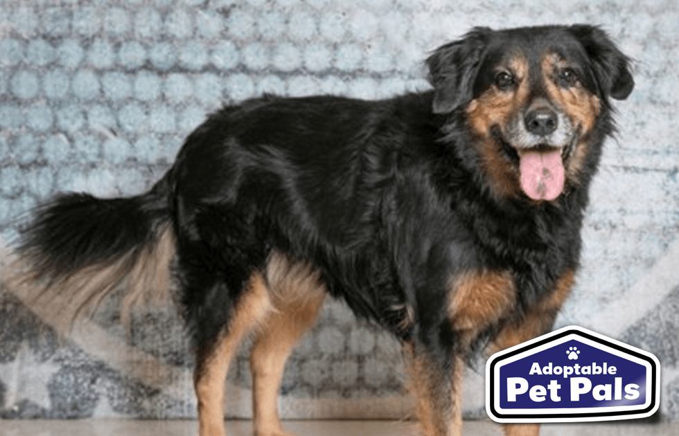 SPCA of Texas