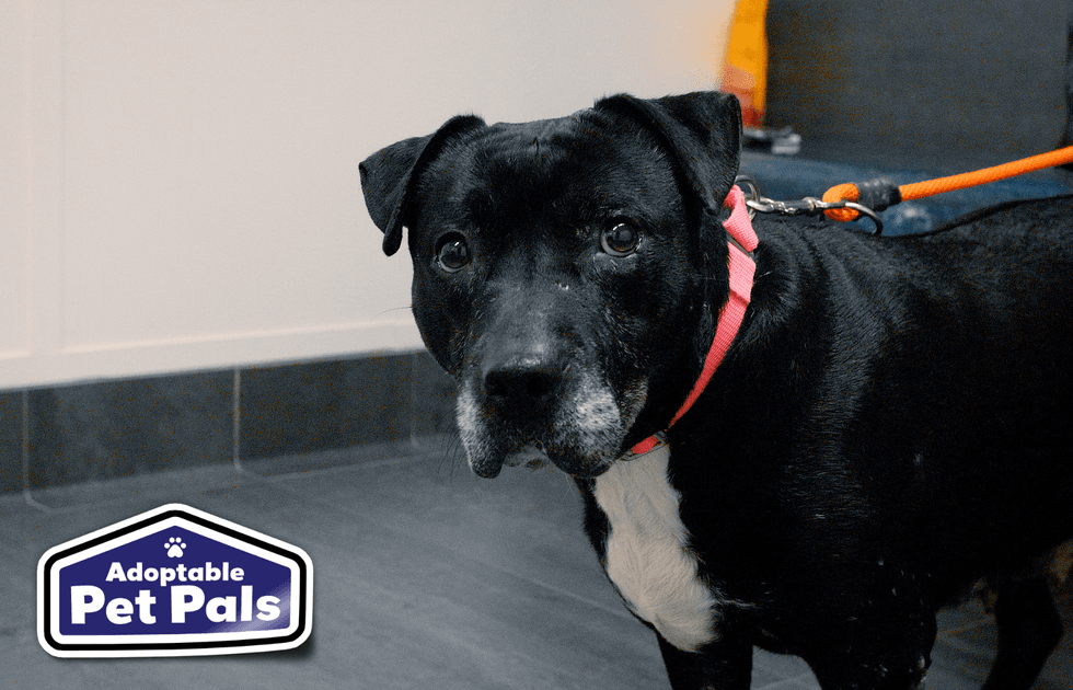 SPCA of Texas