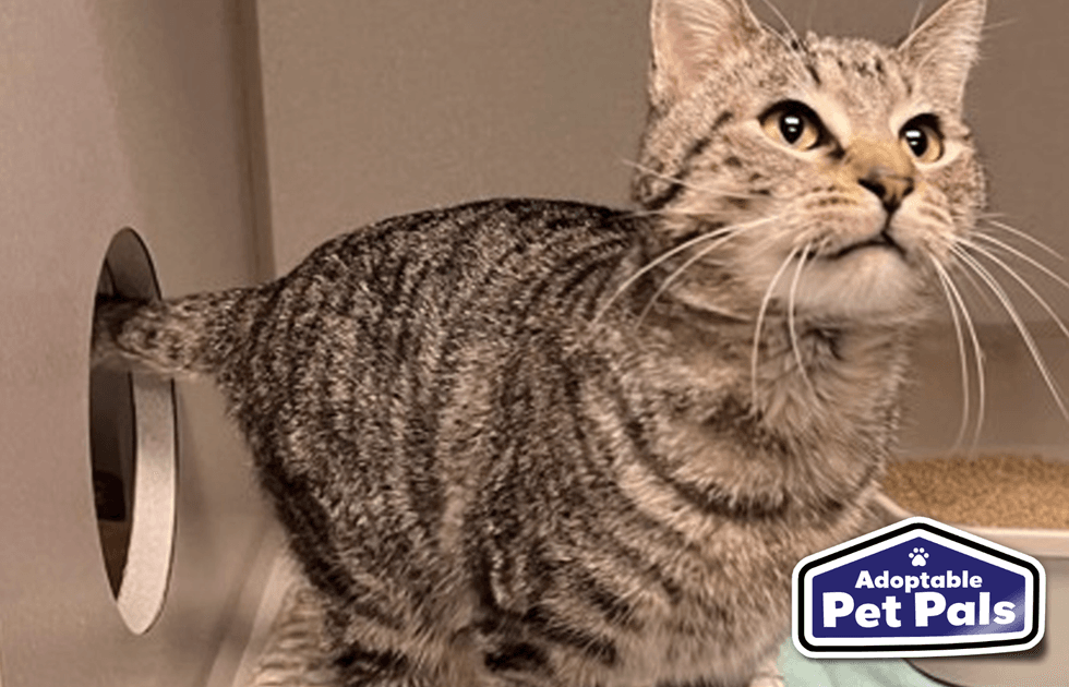 SPCA of Texas