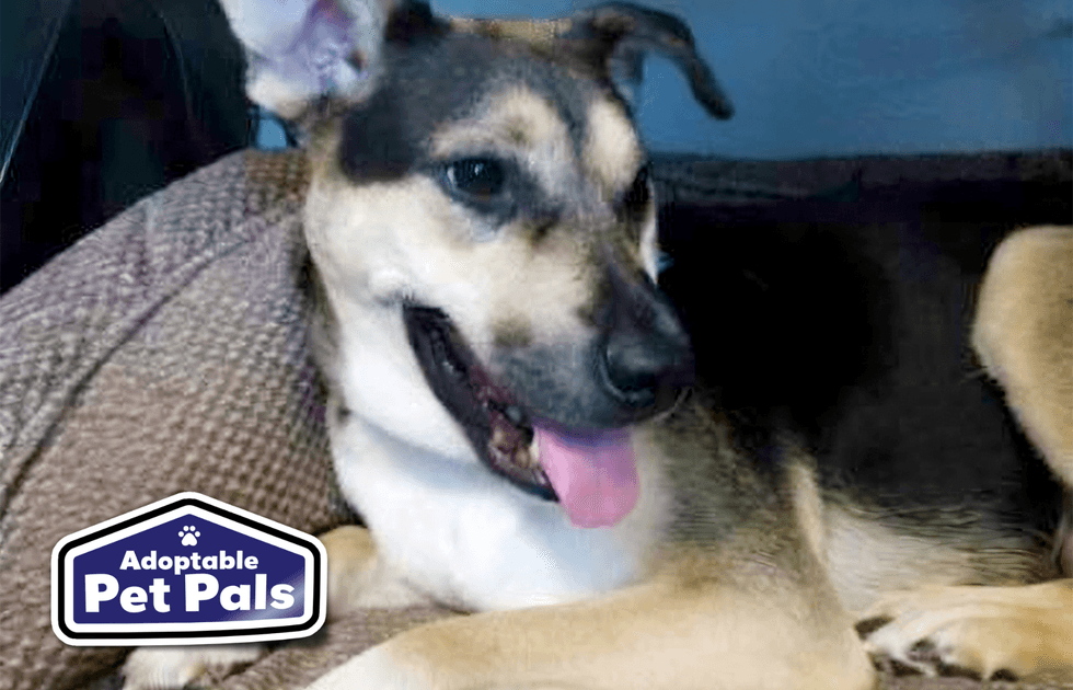 SPCA of Texas