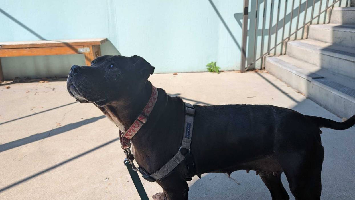 spca