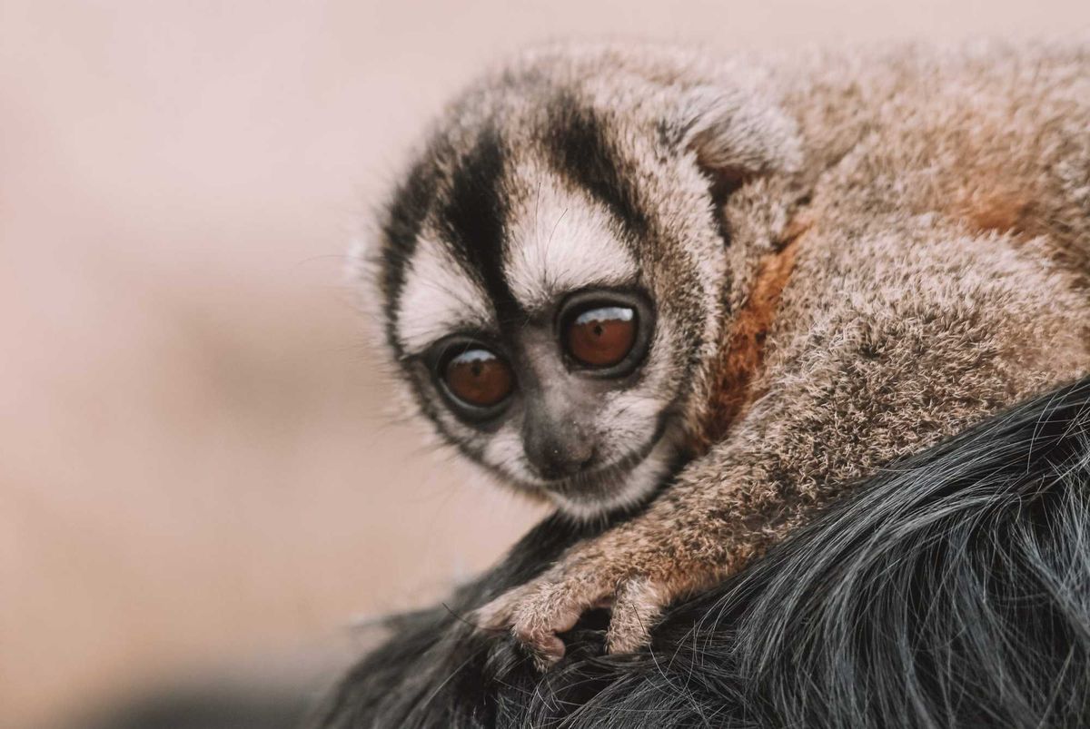 Specimen of a night monkey, also known as owl monkey or douroucoulis, nocturnal New World monkey with big eyes of the genus Aotus of the family Aotidae.