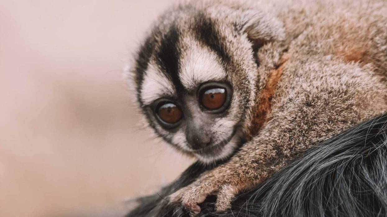 Specimen of a night monkey, also known as owl monkey or douroucoulis, nocturnal New World monkey with big eyes of the genus Aotus of the family Aotidae.