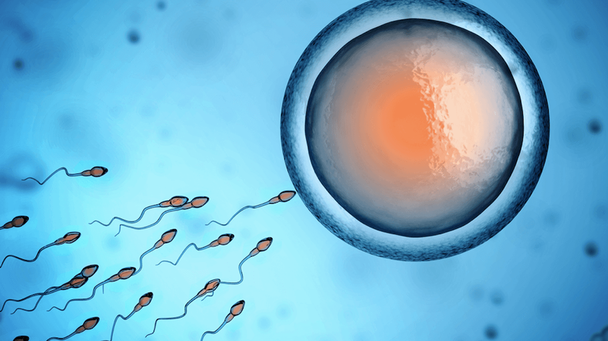 sperm and egg