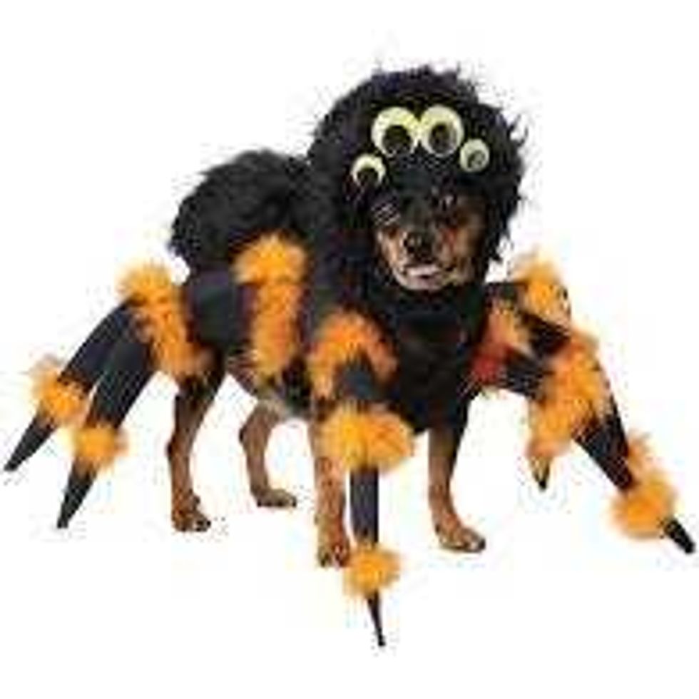 Spider dog costume