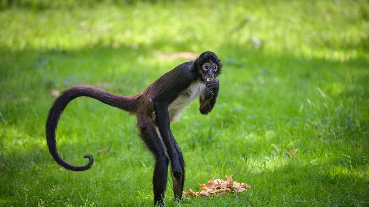 Spider monkey