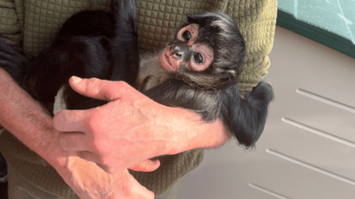 DEC: Spider monkey illegally kept as pet in Grand Island