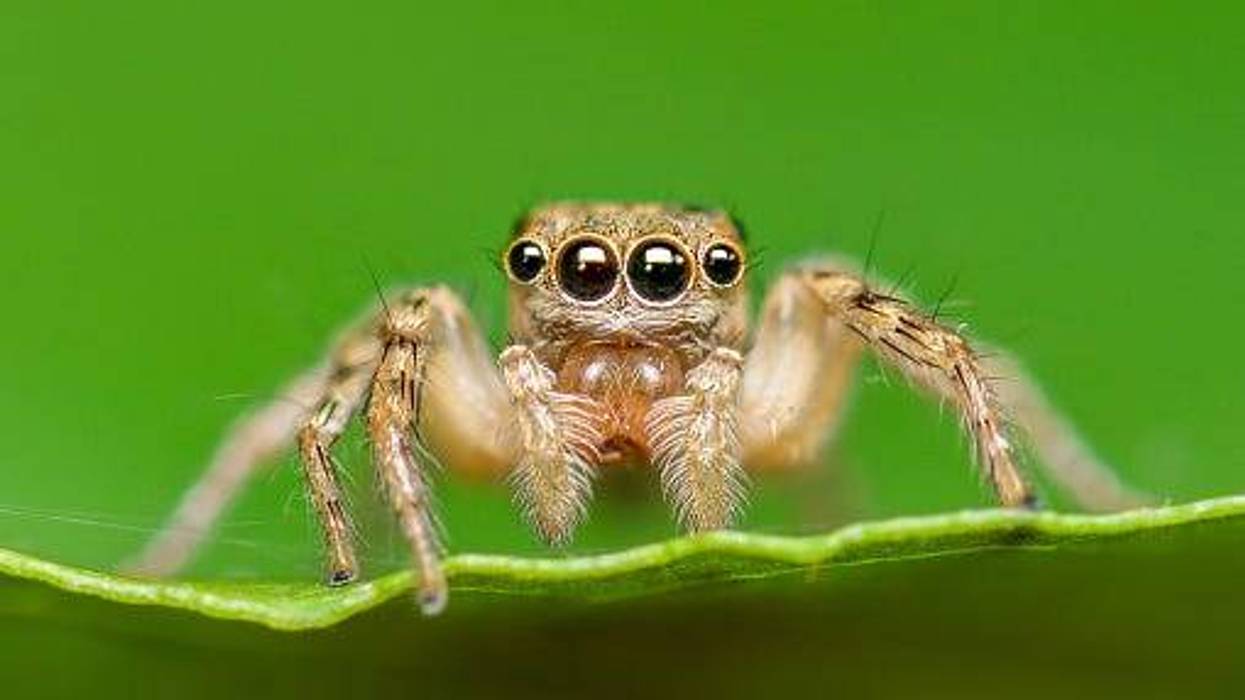 spider