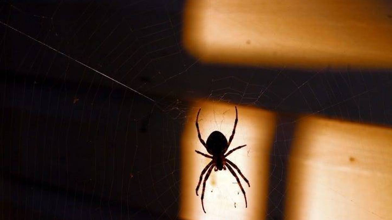 spiderder