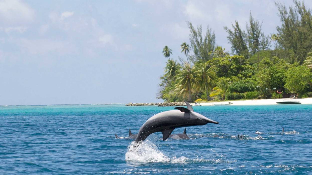 Spinner dolphin stock photo.