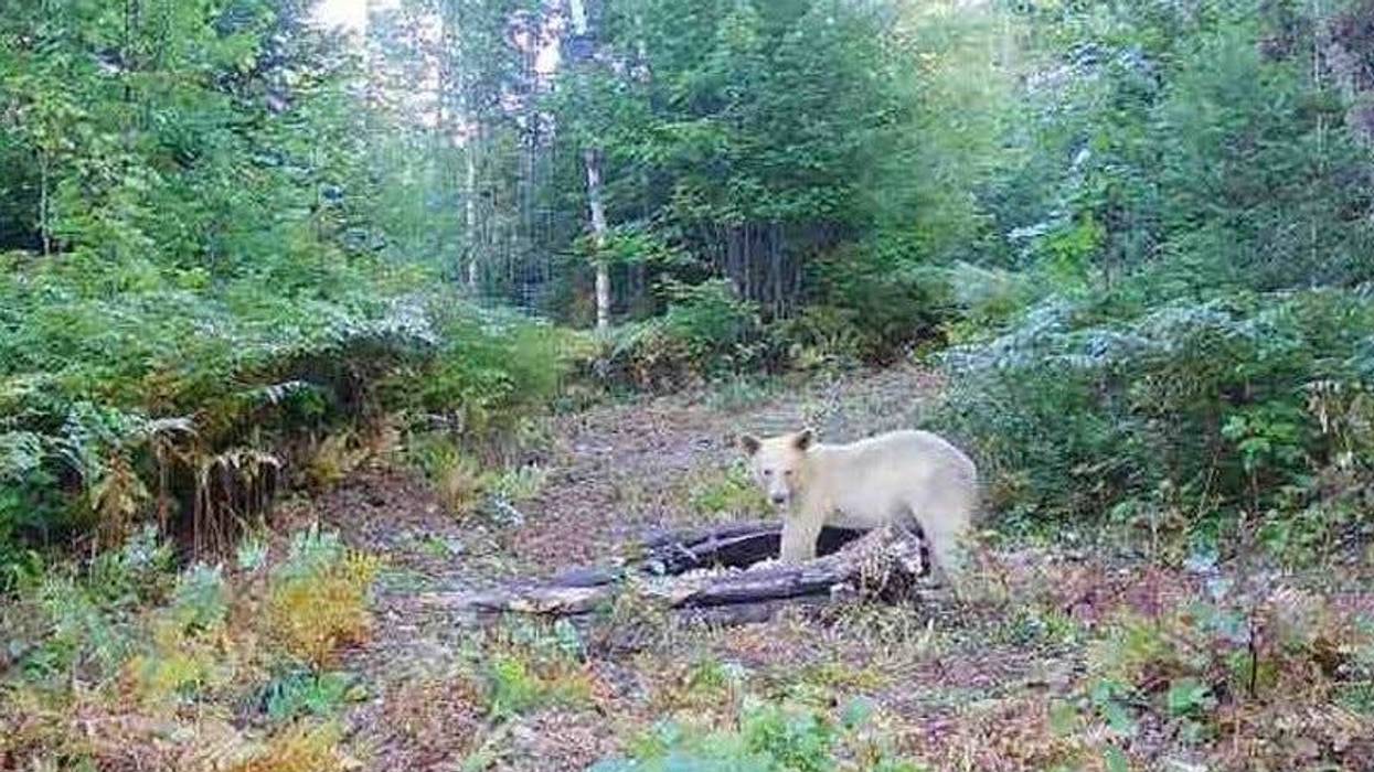 Spirit Bear spotted in Michigan