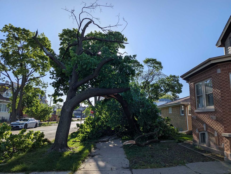 Split tree in Jefferson Park