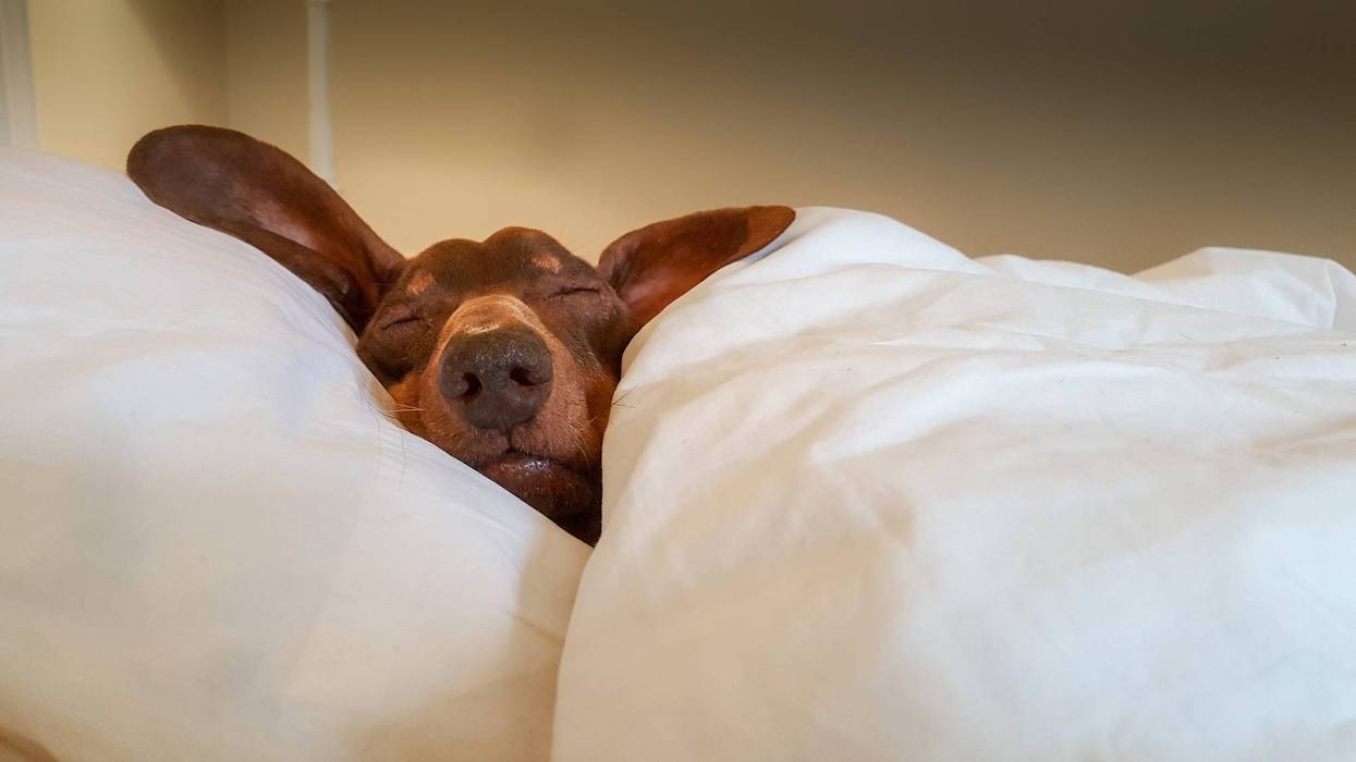 Spoiling dog