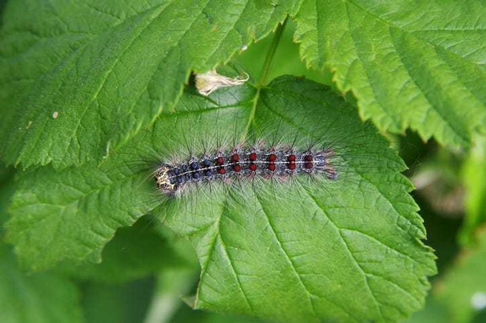 spongy moth caterpillar