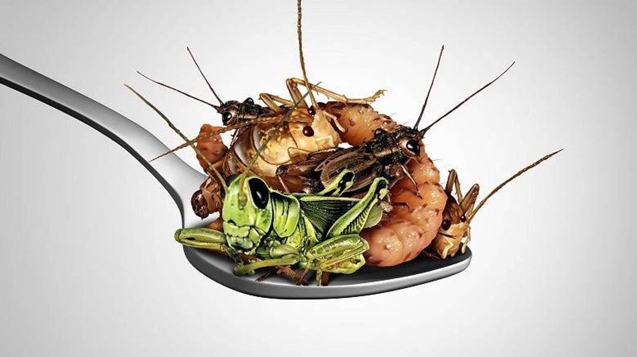 spoonful of insects