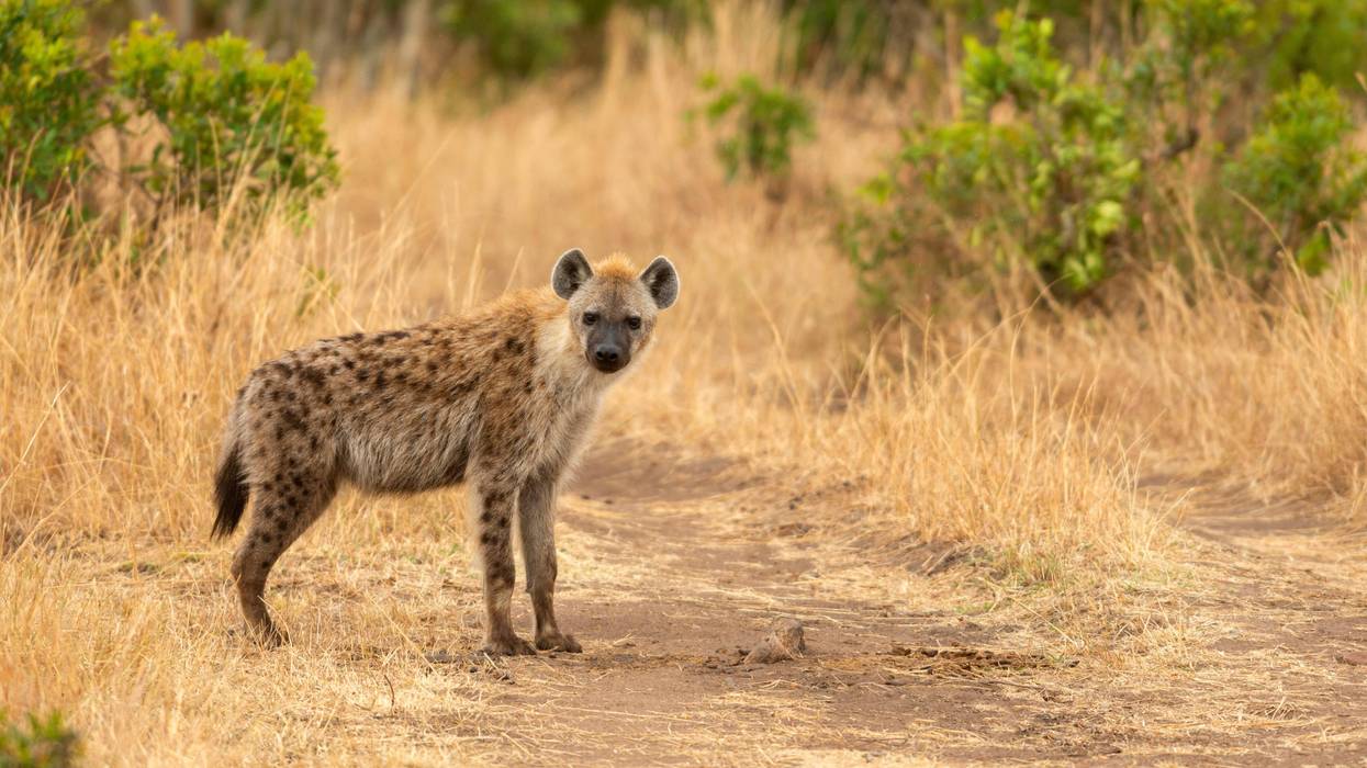 Spotted hyena