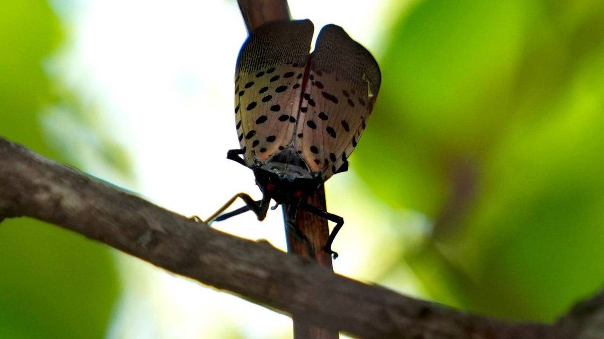 Spotted Lantern Fly Adult Stage