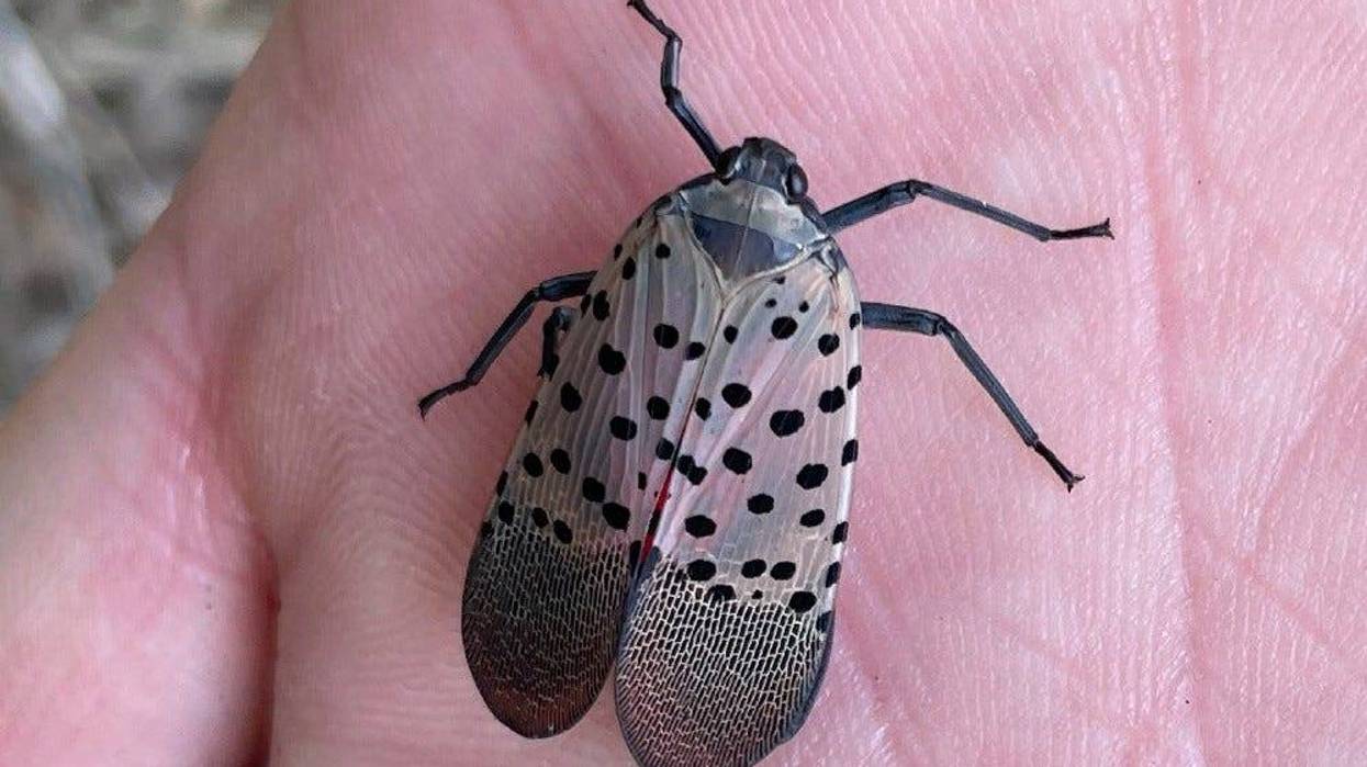 Spotted lanternflies are more likely to be seen with wings folded. Look for grey to brown wings with black spots, and black-striped wing tips