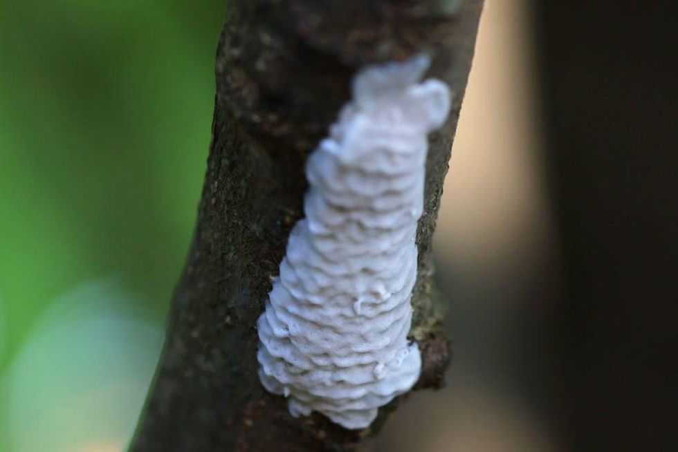 : Spotted lanternfly eggs are shown attached to a tree