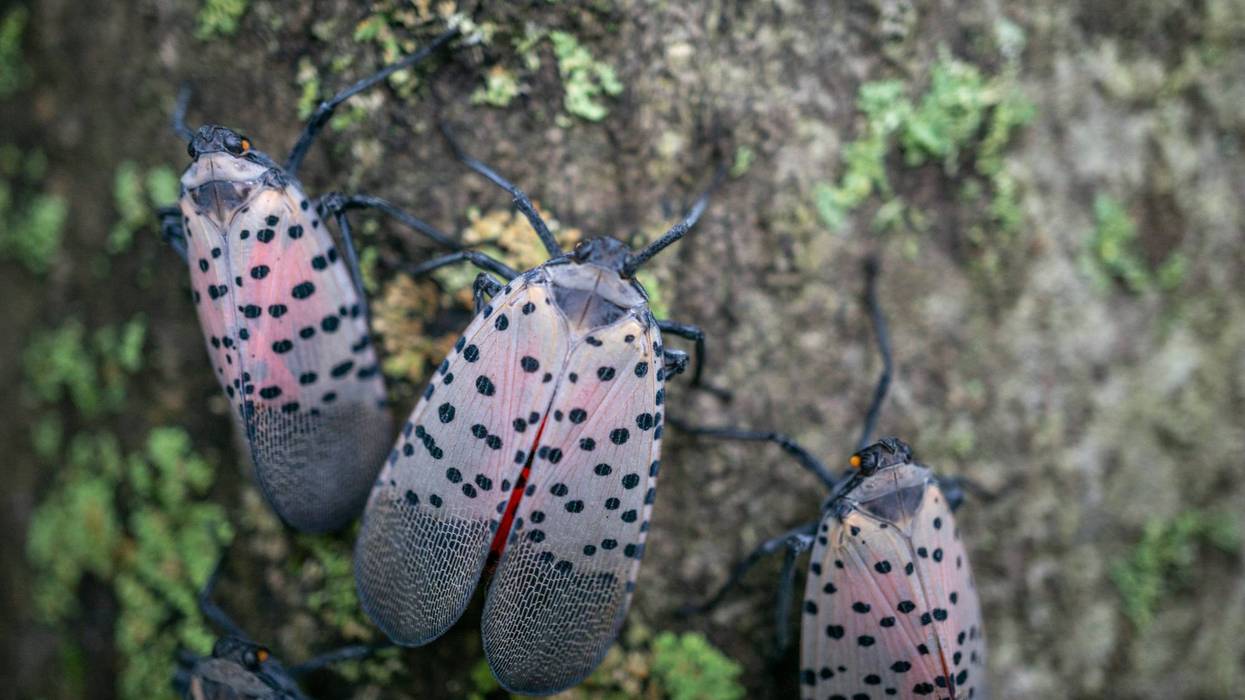 Spotted lanternfly