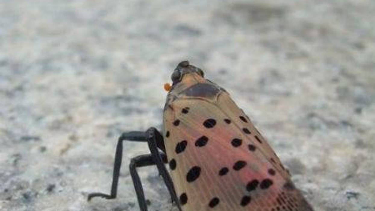spotted lanternfly.