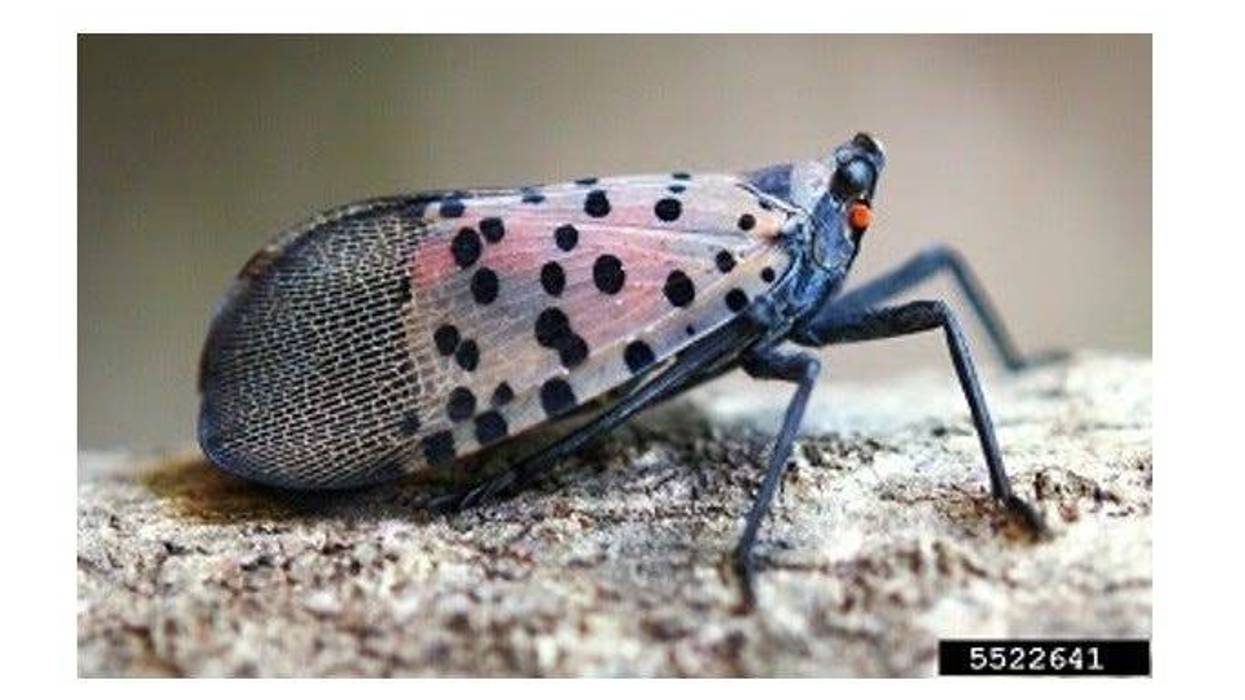 Spotted lanternfly