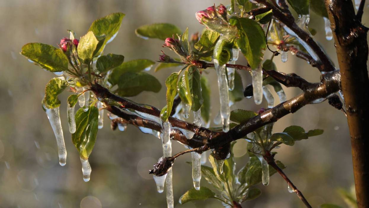 Spring Freeze