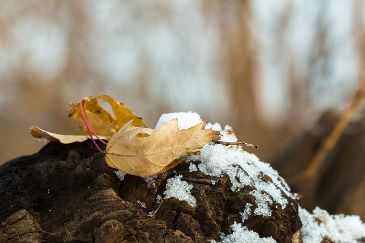 Spring, Snow, Minnesota