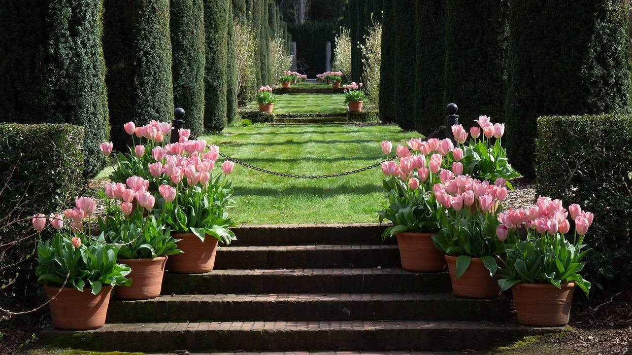 Spring view of Filoli Historic Garden with blooming pink tulips