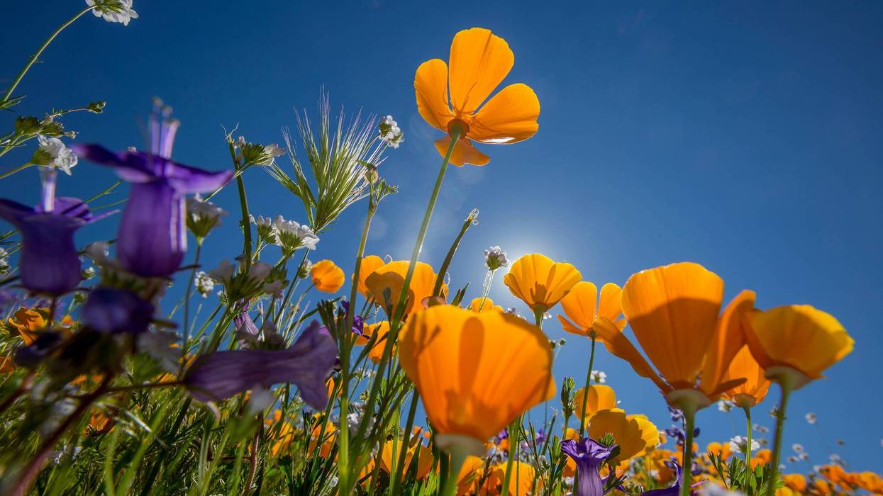 Spring