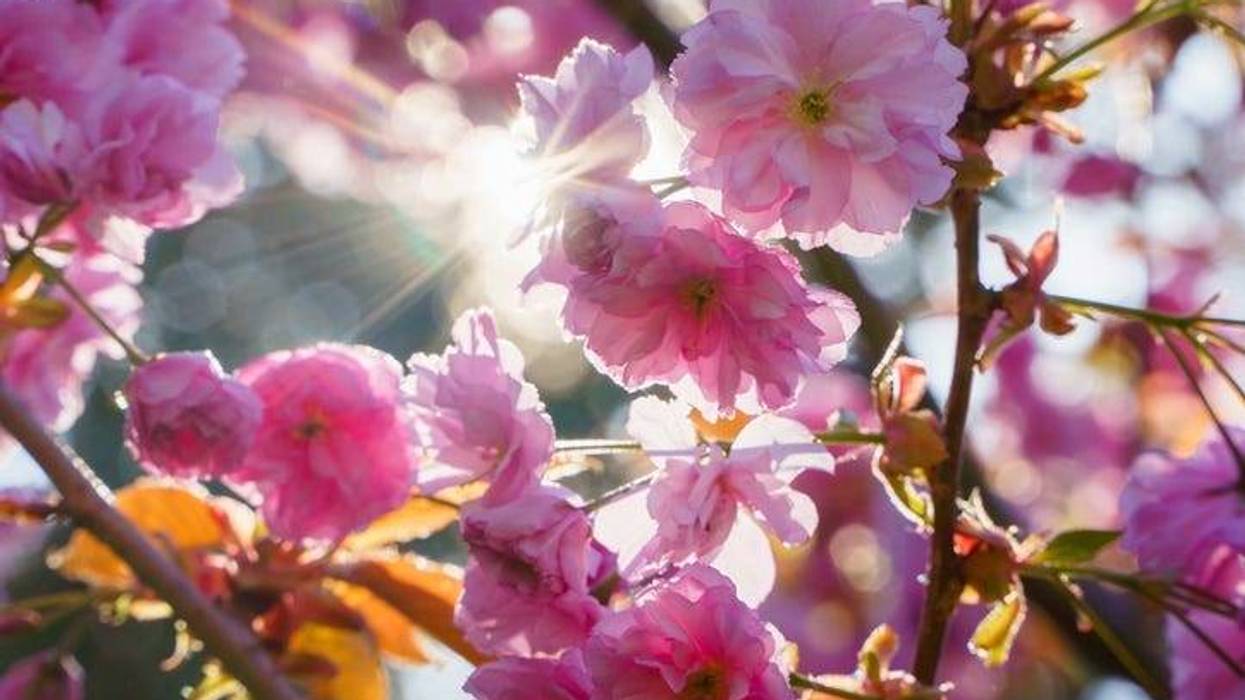 Spring