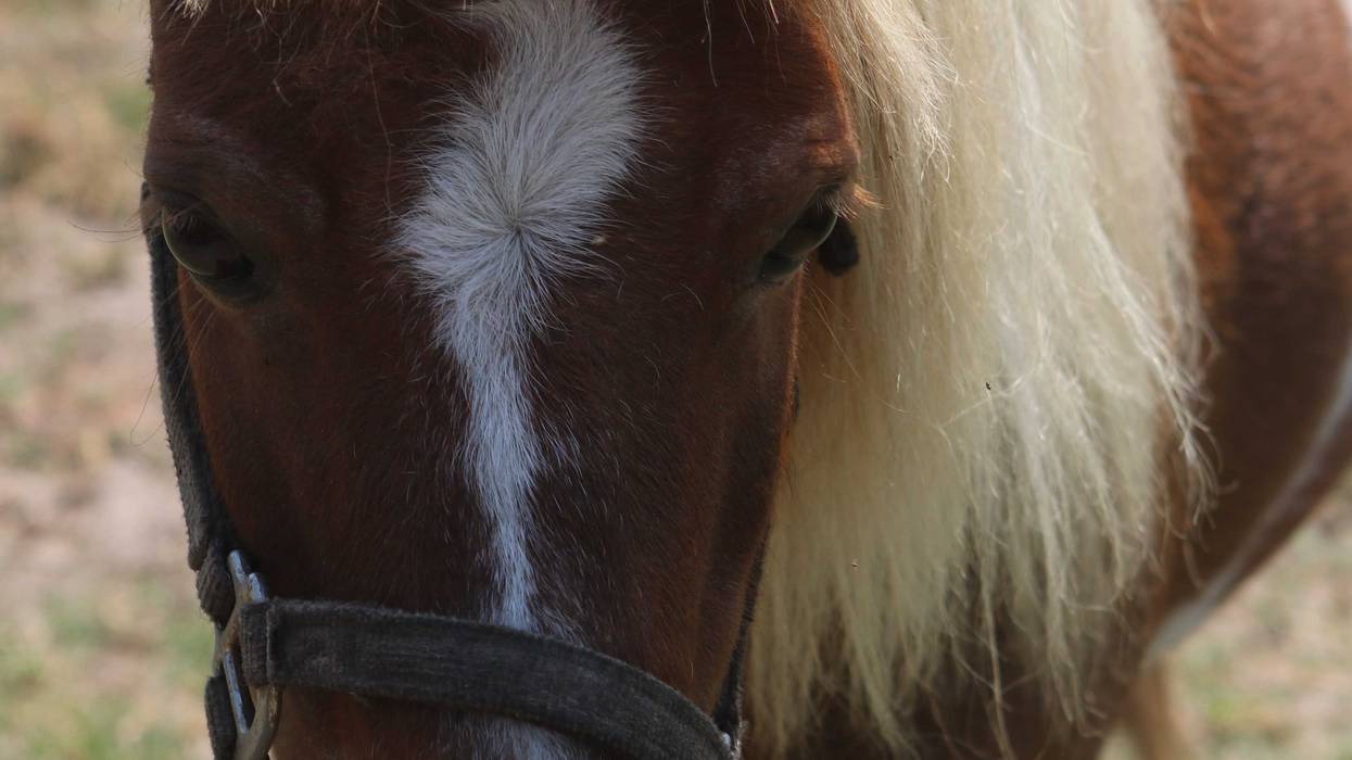 Springfield TWP Homeowner Finds 2 Miniature Ponies