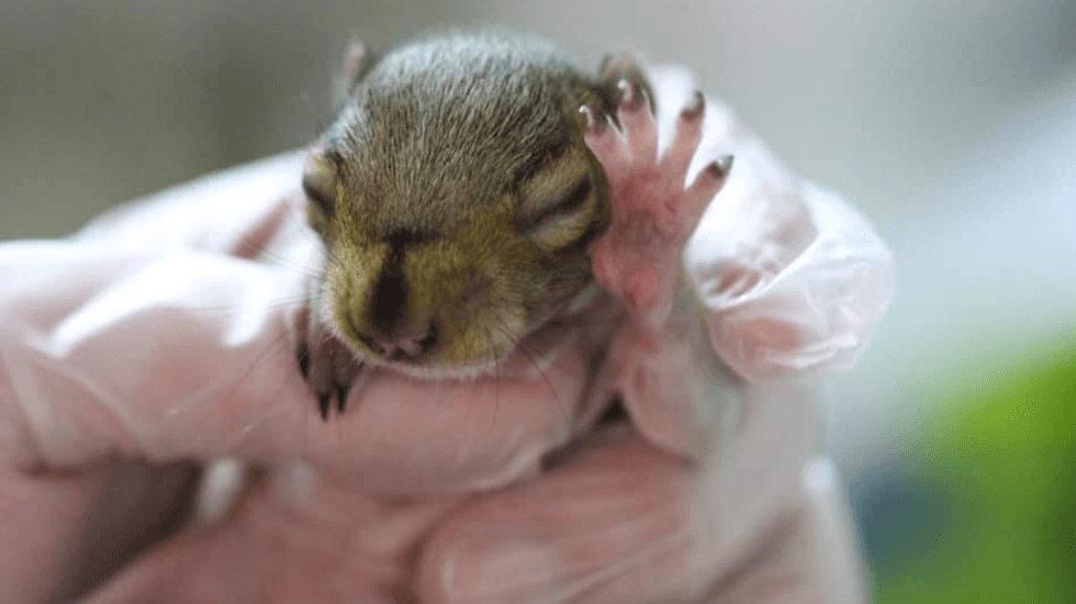 Squirrel kit