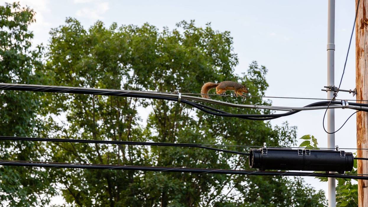 Squirrel on power line