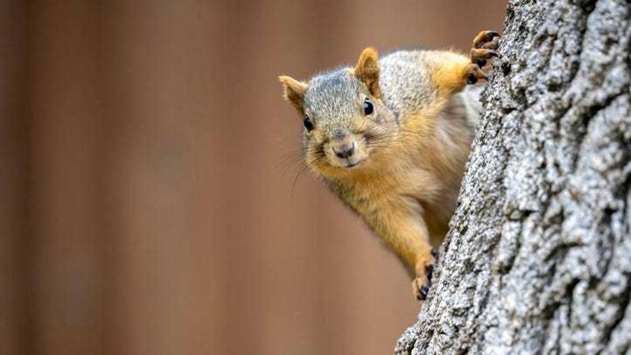 squirrel