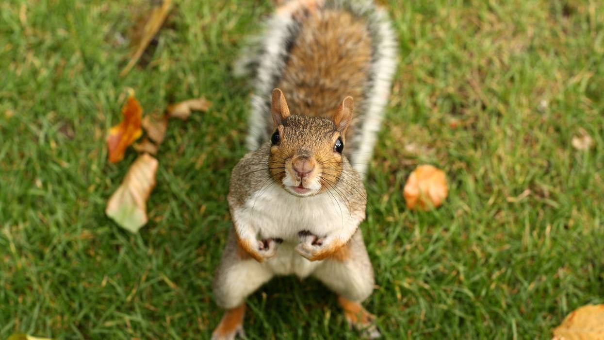 Squirrel